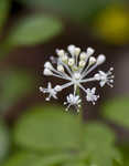 Dwarf ginseng